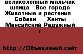 великолепный мальчик шпица - Все города Животные и растения » Собаки   . Ханты-Мансийский,Радужный г.